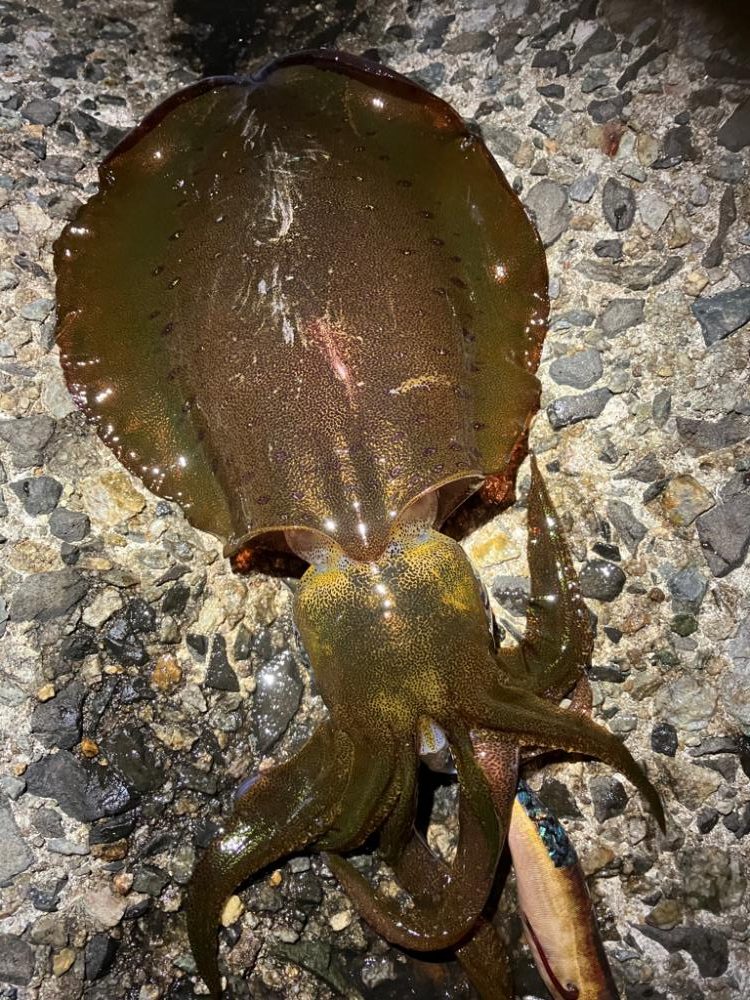 釣れてくれてありがとう。