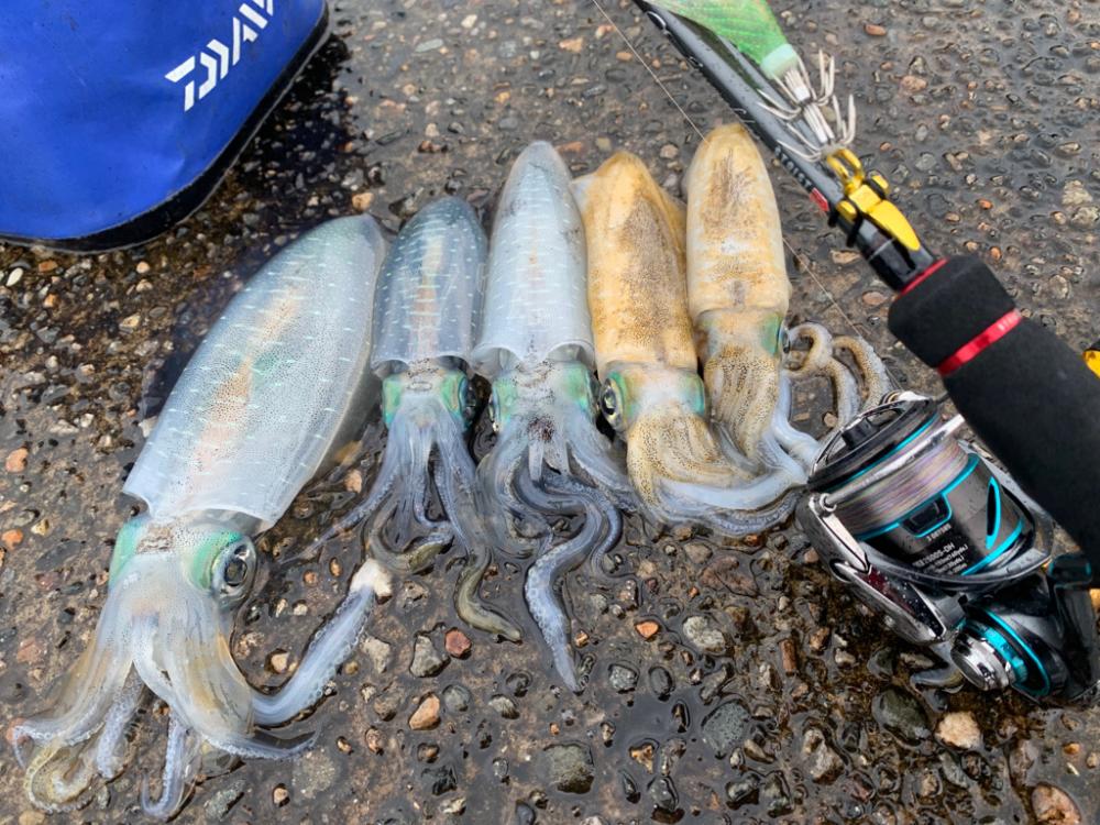 難しいパターンを攻略し切れないエギング