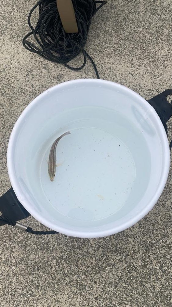 明け方のサビキは2匹のみ