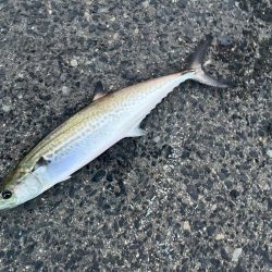 大阪湾ショアジギ