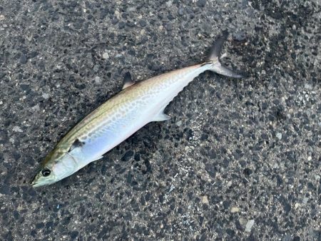 大阪湾ショアジギ