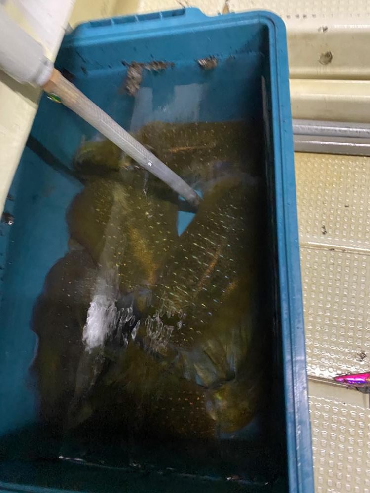 鯛andイカリレー