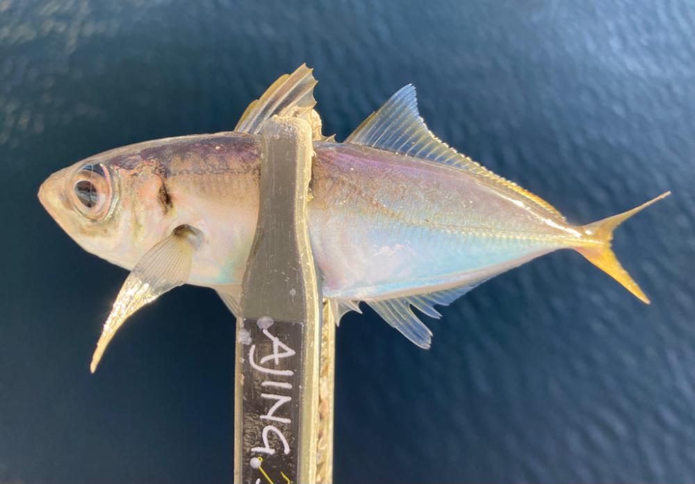 デイアジングで3目釣り