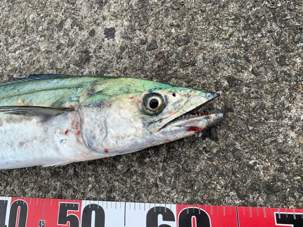 めっちゃ嬉しい初魚種