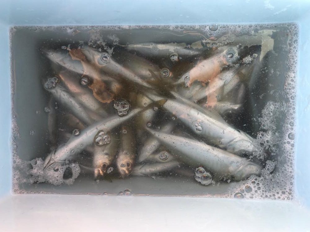 朝マズメの時合のみ