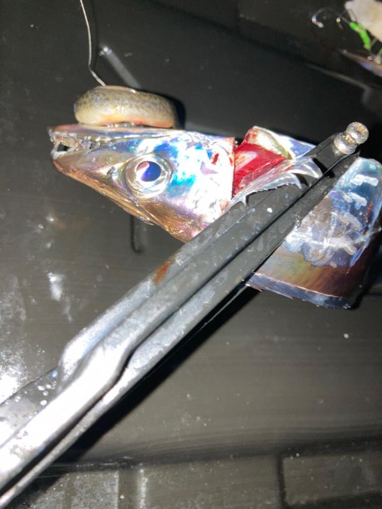 太刀魚3回目