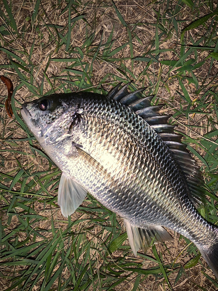 淀川のチニング