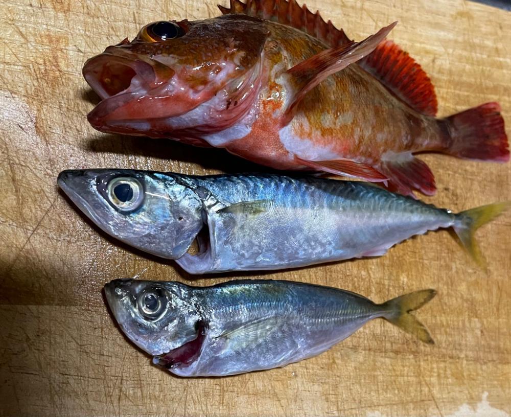 アジング~メバリング