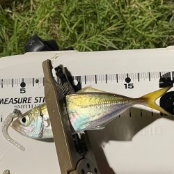 ジグ単deアジング！毎回違いますね。