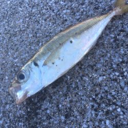 雰囲気とは裏腹に