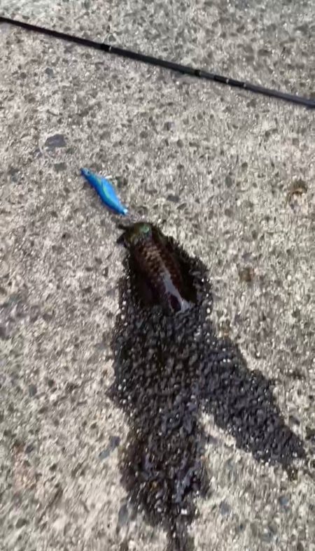 伊根デイエギング