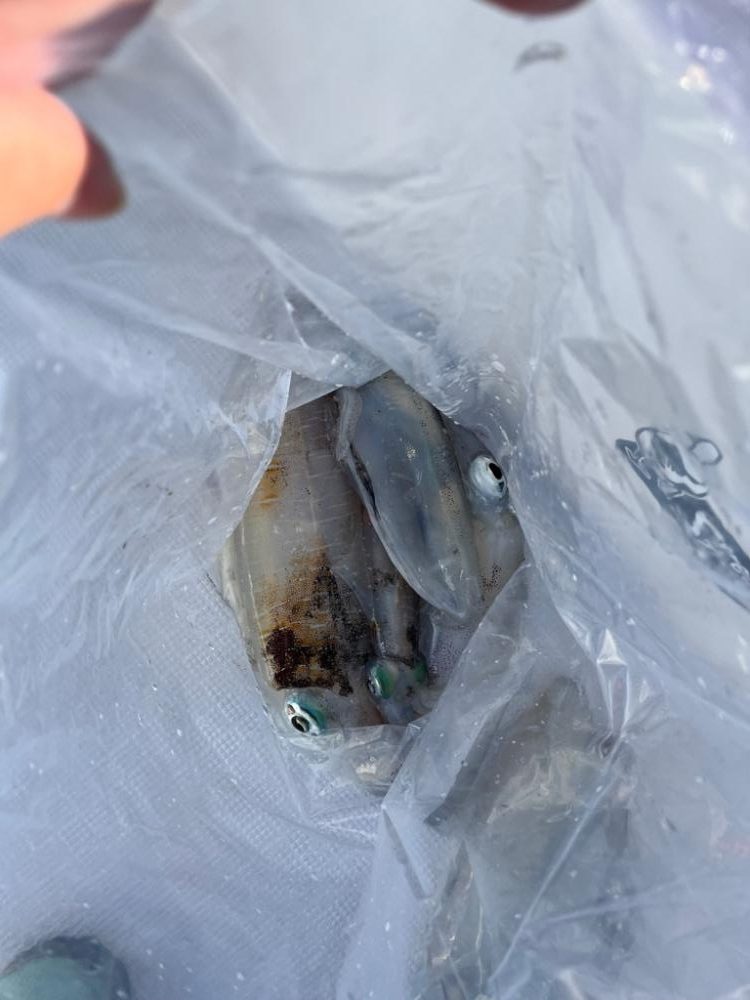 明石タチウオ、アオリ