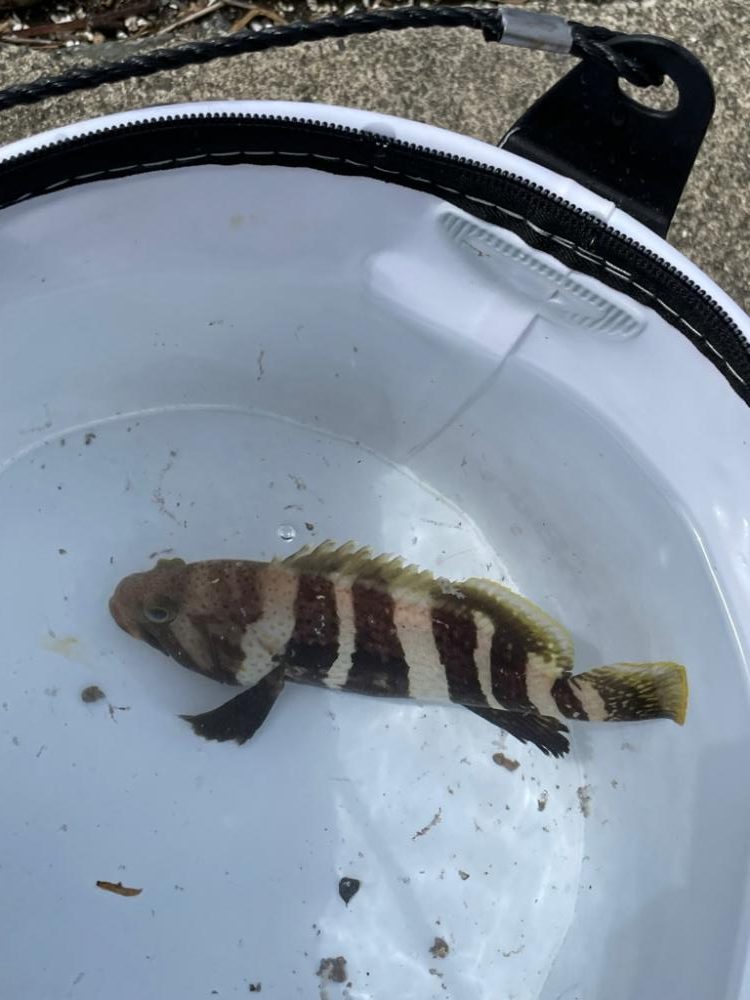 まだ釣れるけどやっぱりフグも居る