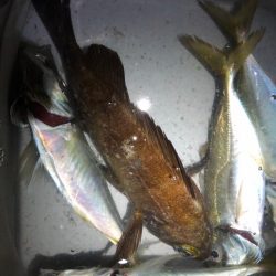 今秋の初メバル