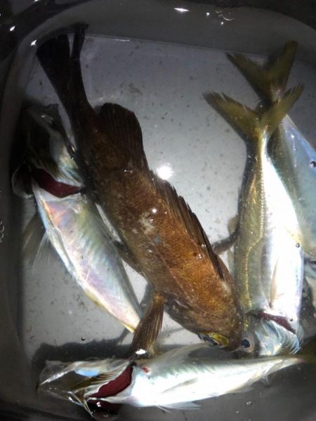 今秋の初メバル