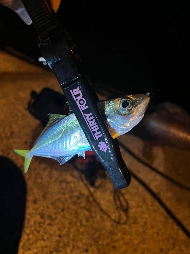 まだまだアジ釣れます!