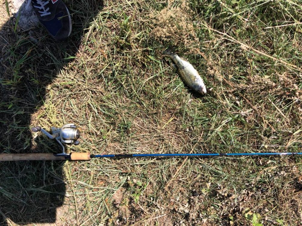 小バスのあたりのみ