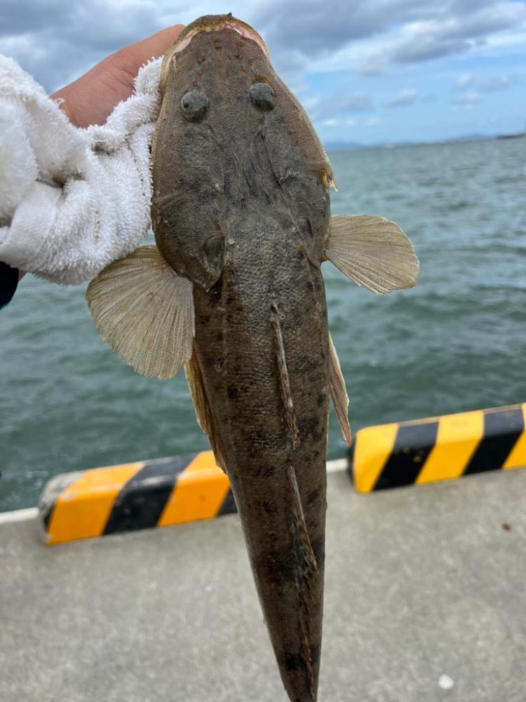 アジと太刀魚とマゴチ