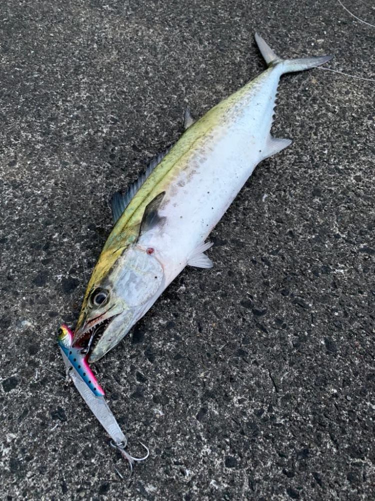 サゴりました。