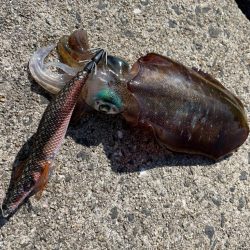 エギング釣行記