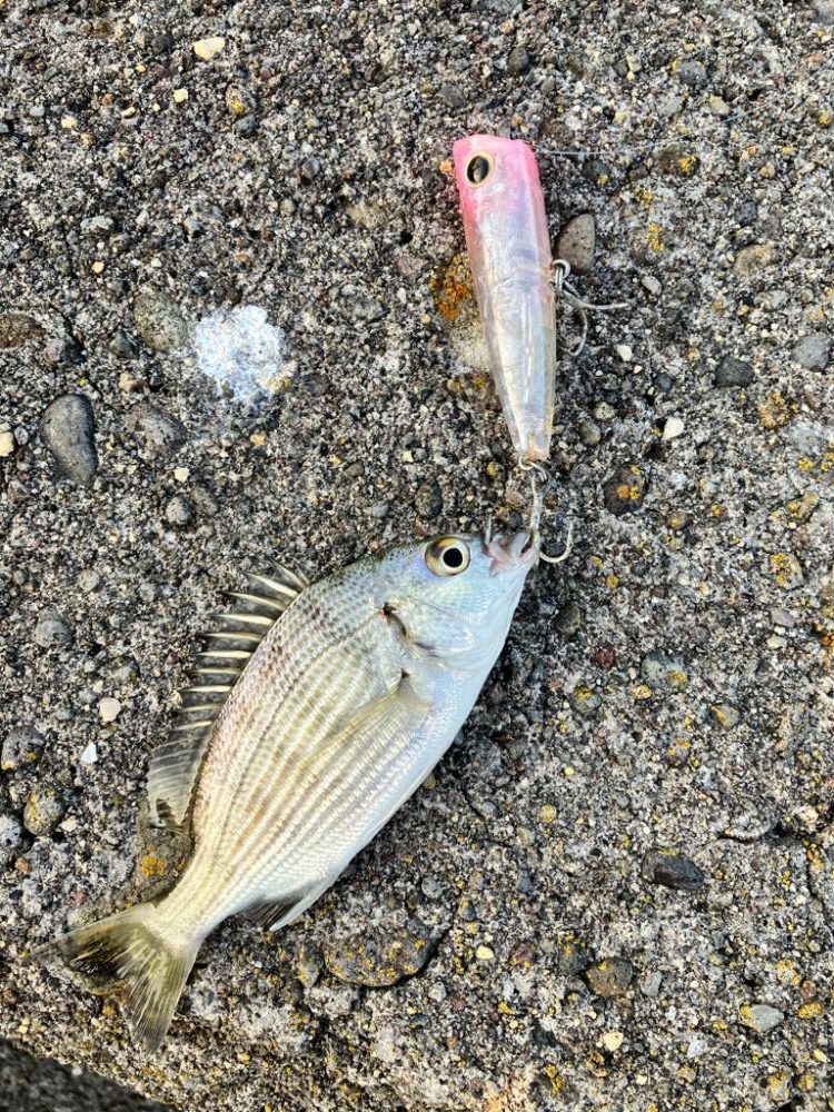 久々のチニング