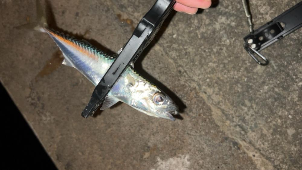 2日連チャン釣行でまた五目釣り♪