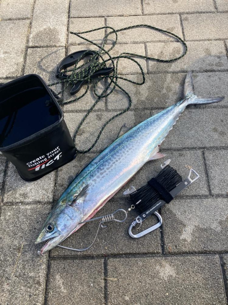 フォールパターン。青牙マルチ。。