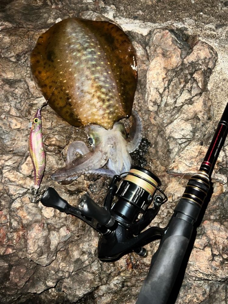 久しぶりの引き