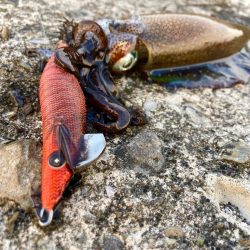 岸和田一文字でアオリイカ探しにゃ！