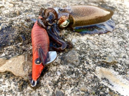 岸和田一文字でアオリイカ探しにゃ！