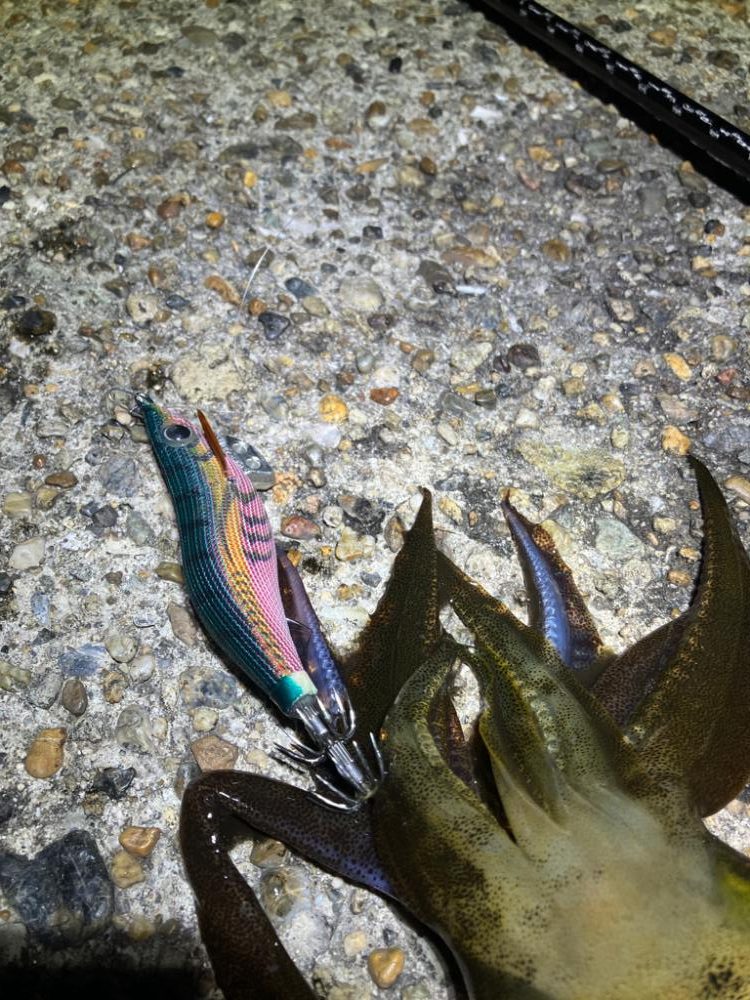 ナイトエギング　タコには注意σ(^_^;)