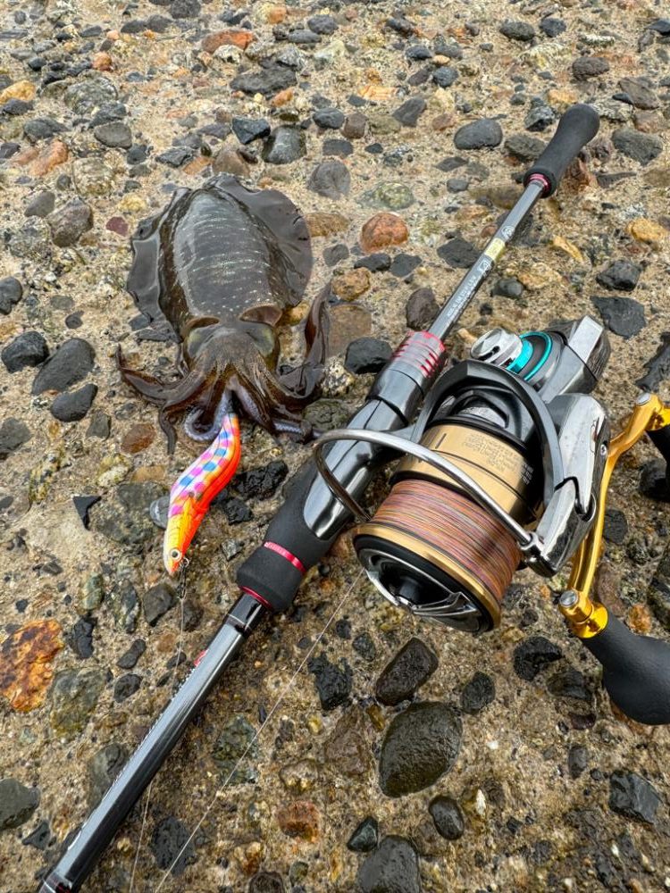 新規開拓で無事アオリイカゲット