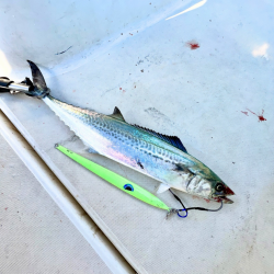 メジロ・サゴシ/ジギング・キャスティング