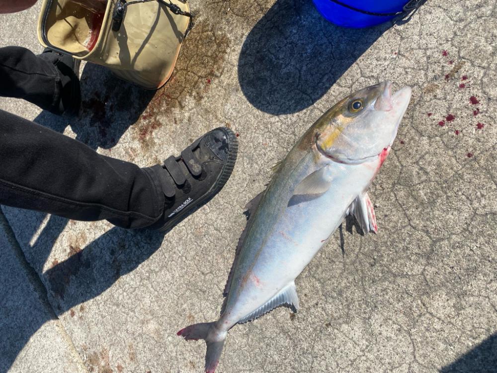 初青物🎣