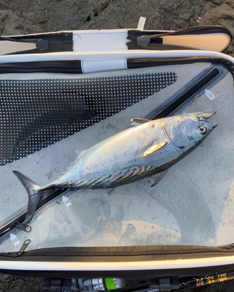 カゴ釣りでイサギ&ヤイト