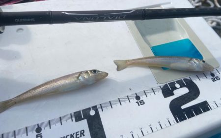 落ちギス出会わずのちょい投げシロギスタ