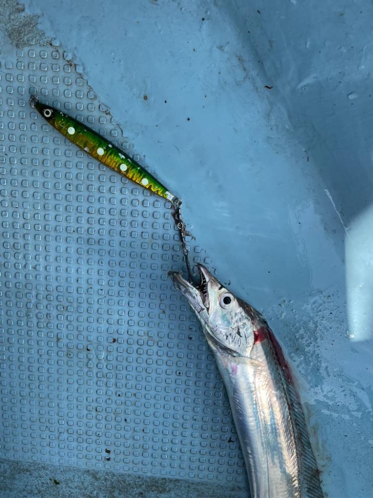 須磨沖タチウオジギング