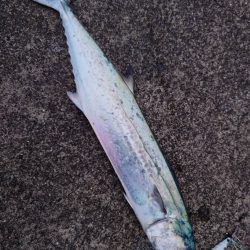 エギング 三重方面