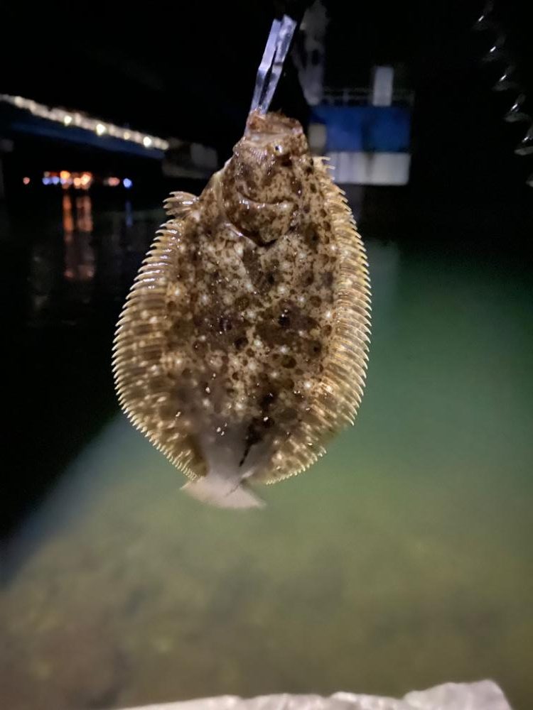 アジング…のはずが…