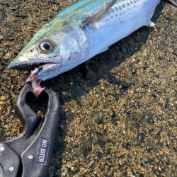 3バラシ1ゲット