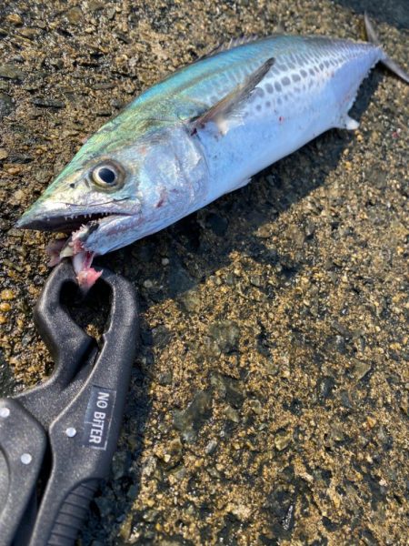 3バラシ1ゲット