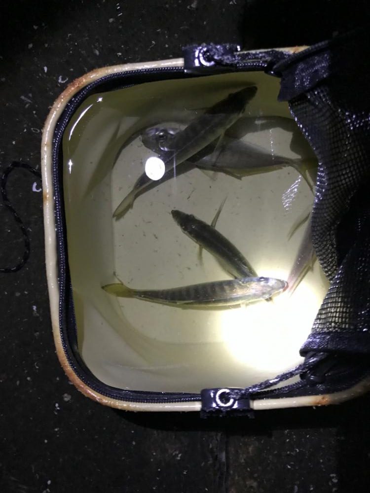 太刀魚はまだか…