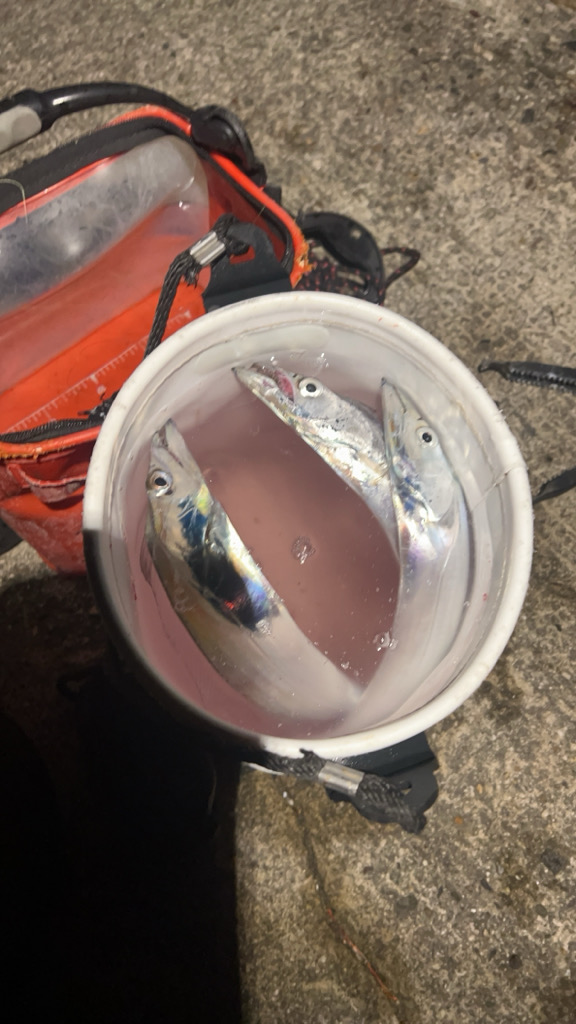 テンヤ後ノマセ釣り