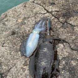 一週間ブリのアオリ釣果