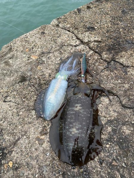 一週間ブリのアオリ釣果