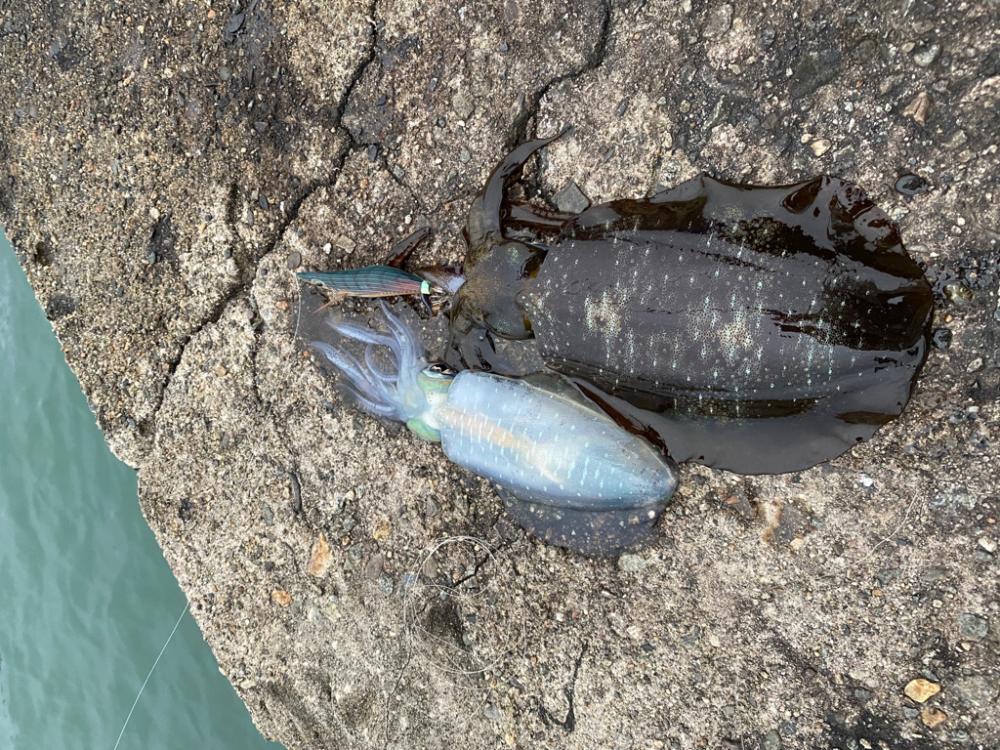 一週間ブリのアオリ釣果