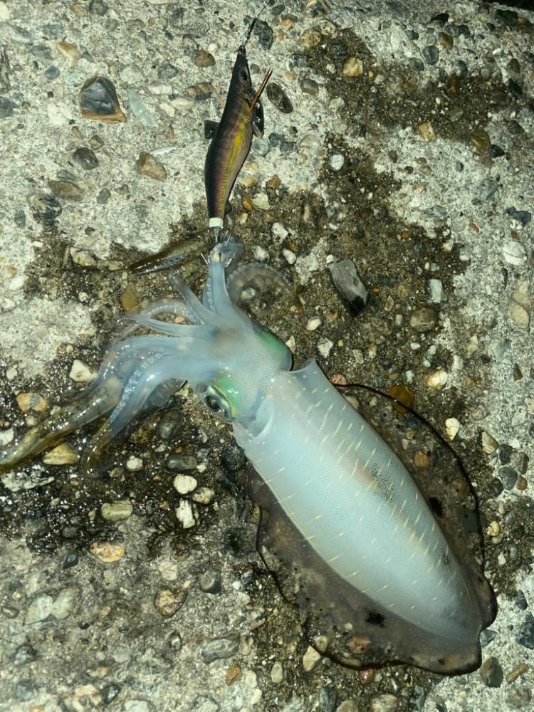 短時間エギング🦑