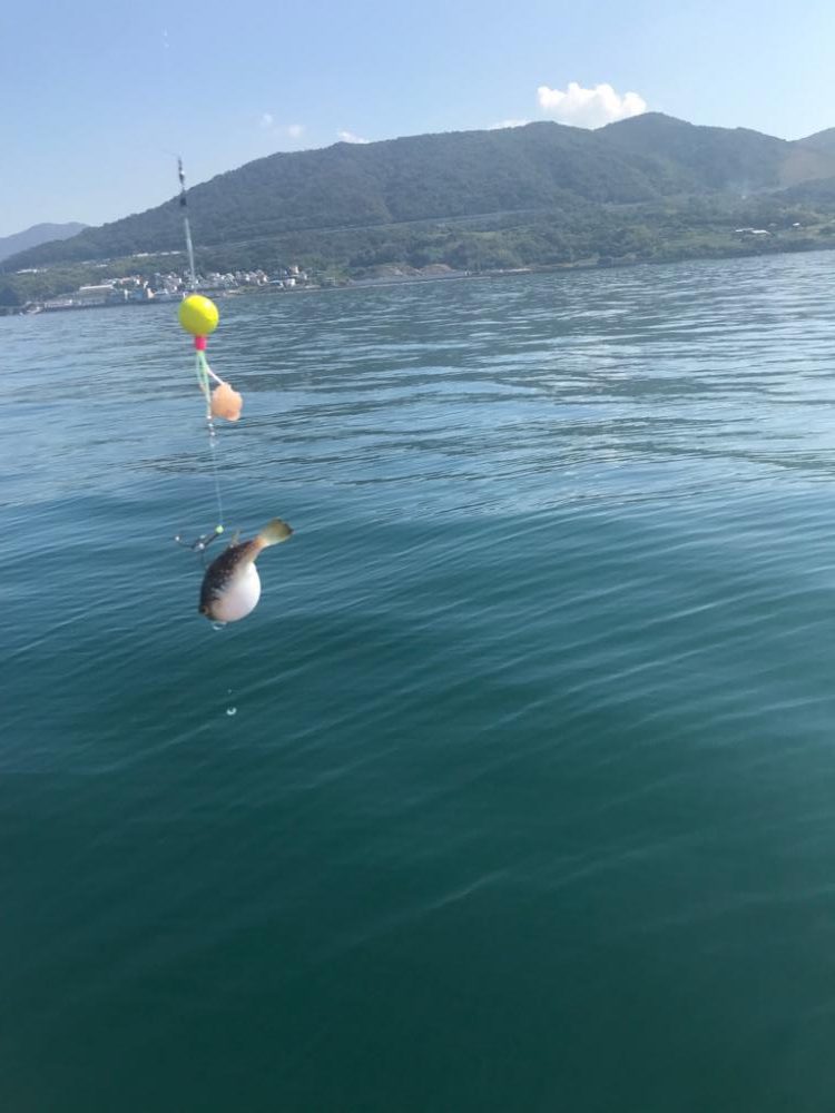 淡路のフグ、カワハギ、アオリイカ