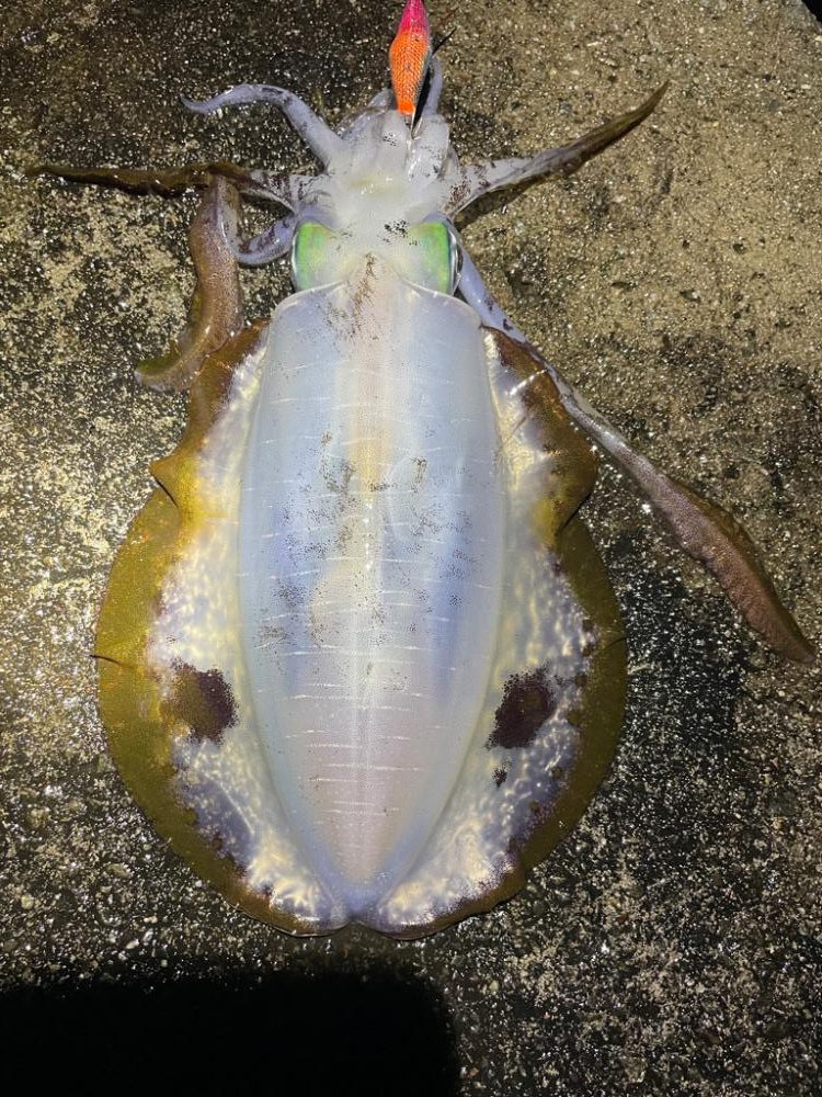 2023 佐渡ヶ島エギング 25回目【10月8日】