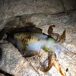 2連チャンエギング